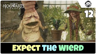 Hogwarts Legacy Hard Expect The Wierd