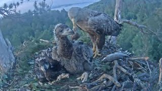 White-tailed eagles | Fish delivery in breakfast for eaglets | June 7, 2024