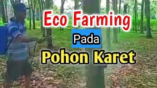 Aplikasi Eco Farming Pada Pohon Karet
