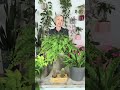 My Favorite Plants For Bedroom 🛌🏼🪴 Shorts