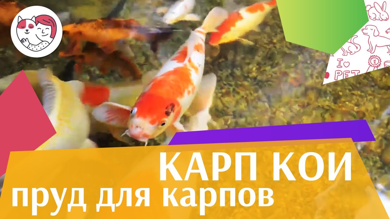 питомцы кукол лол Карп кои Пруд ля карпов на ilikepet