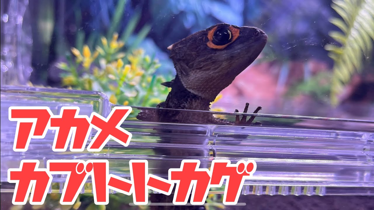 アカメカブトトカゲの飼育