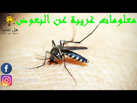 معلومات غريبة عن البعوض