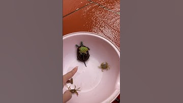 Con rùa cõng con ếch dễ thương cá tôm cua ốc ếch