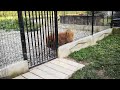 tibetan mastiff attack  BEBAN  (contact in the description )