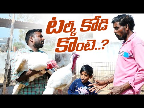 టర్కీ కోడి కొంటె||Village animal lover||hen lover||my village comedy||dhoom dhaam channel