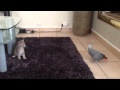 Chaton vs Perroquet