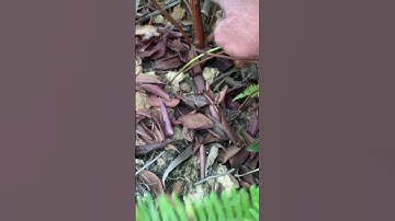 Cây Sim bụi rừng