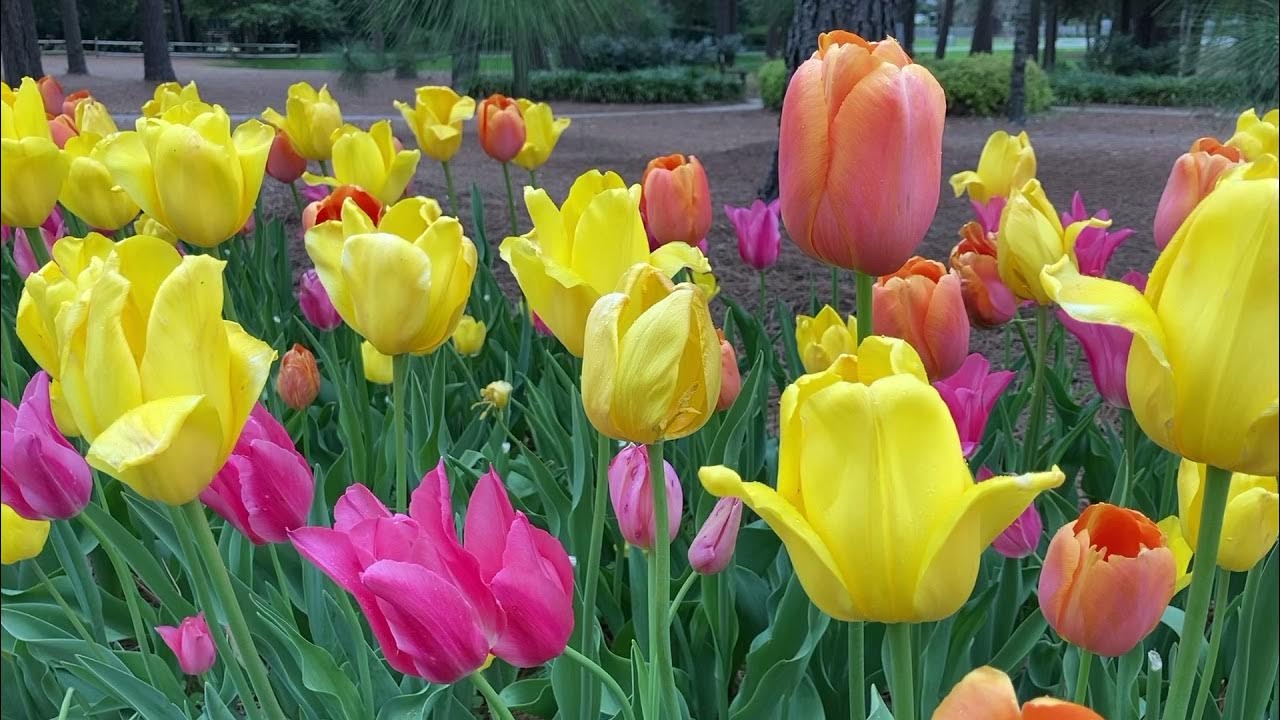 With a Voice of Singing Martin Shaw YouTube With a Voice of Singing Martin Shaw YouTube