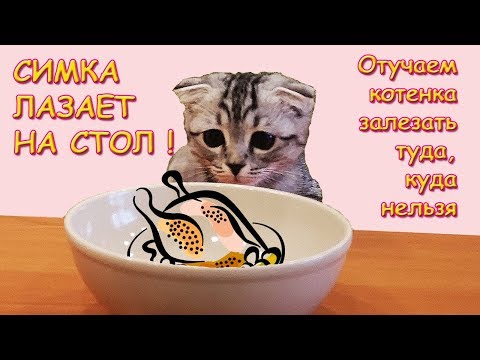 Вопрос: Как отучить кошку прыгать на стол?