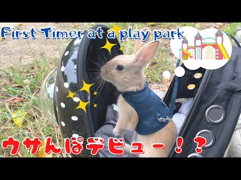うさぎ3太郎 69【ウサギの散歩!?】生後3か月のミニウサギ初めて外の世界へ