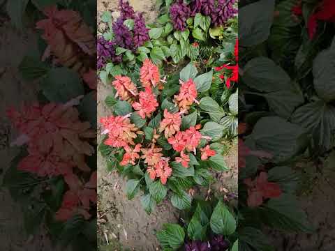 Видео: Scarlet Sage Herb - Уход за растением Scarlet Sage Herb
