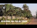 BUKOBA NA PALM TREES MWONEKANO MPYA UTUNZAJI