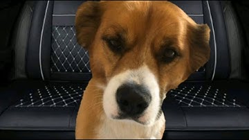 Chris Evans, Scott Evans & Dodger in the car