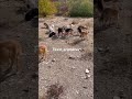 غذارسانی به سگهای بی پناه Feeding Homeless Dogs حیوانات Dog Animal سگ غذارسانی به سگهای بی پناه Feeding Homeless Dogs حیوانات Dog Animal سگ