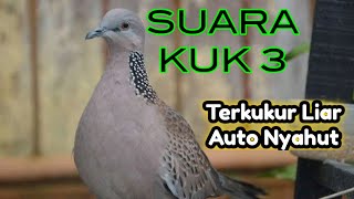 MASTERAN SUARA TERKUKUR KUK 3 (MP3)
