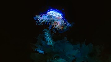 Profundidades - [EbSynth + Ableton Live]