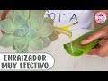 Enraizar cualquier planta con ALOE VERA truco casero muy efectivo │Candy Bu