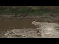 Male Lions Crossing the River - Not even a Crocodile will challenge them!!!