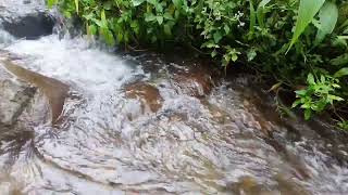 The Mountain River Flowing Sound. Clear Water, Nature Sounds, Forest River, White Noise for Sleeping by River Sounds 48 views 3 weeks ago 1 hour