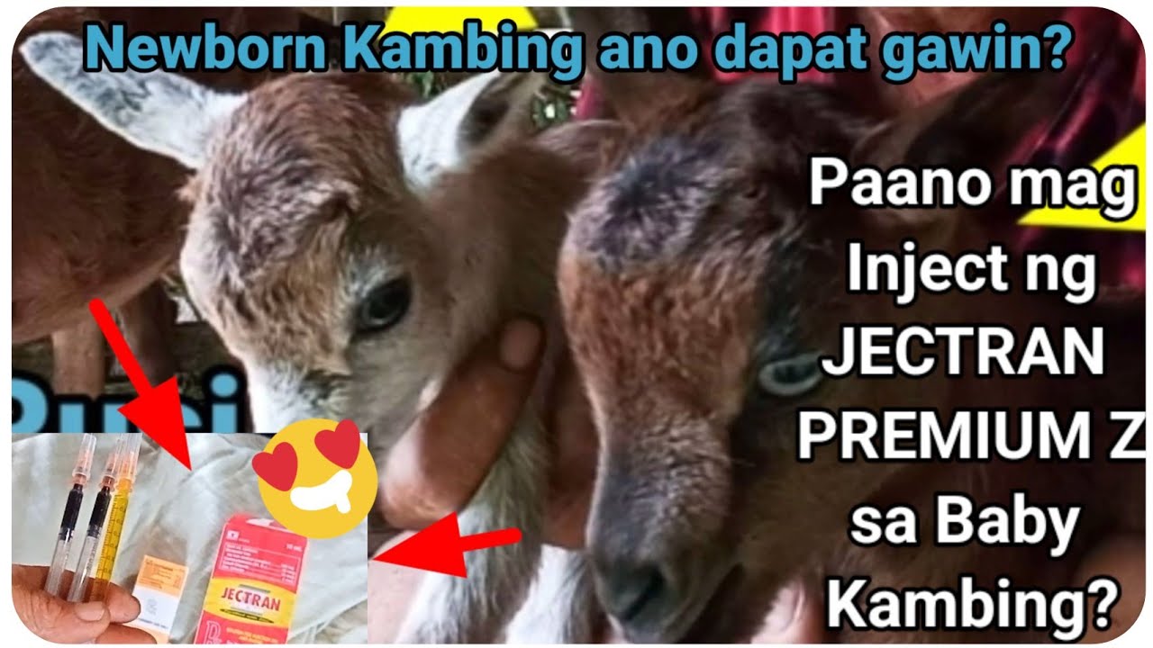 『How to inject Jectran Premium Z to newborn baby goat?』〘To ensure NO Mortality〙