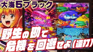 【オカルトじゃない】P大海物語5 ブラック 2024/04/20【野生の勘ｗ】