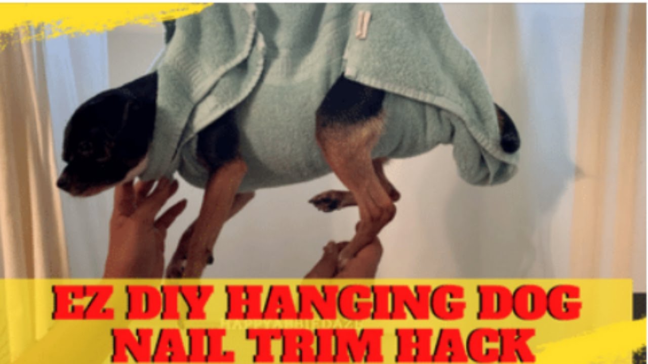 Where to Hang Dog Grooming Hammock 