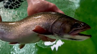 Sight Fishing Clear Water Trout  iPhone Lost in Frozen Lake!!