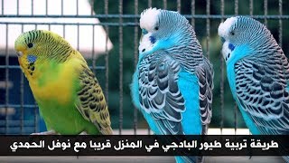 طريقة تربية طيور البادجي في المنزل قريباً مع نوفل الحمدي