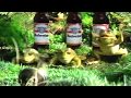 Budweiser Frogs - The Mirror