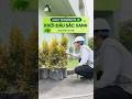 Khởi đầu sắc xanh - Dự án thi công cảnh quan Nhà máy IN MEI #dnlandscape #dnhome #sanvuon #canhquan