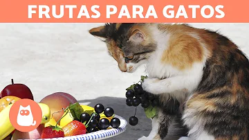 ¿Qué fruta humana pueden comer los gatos?