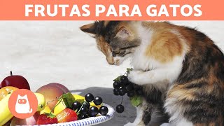 Las MEJORES FRUTAS para GATOS  Dosis y Beneficios