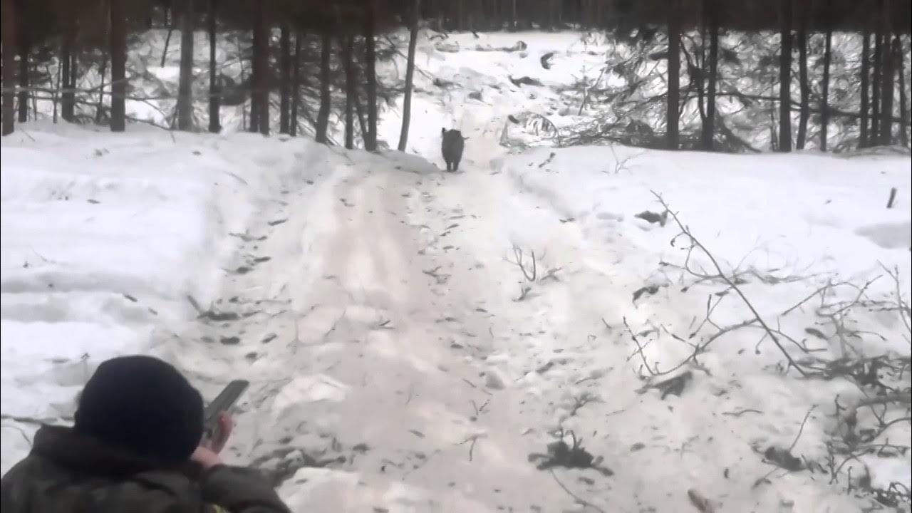 Демотиваторы про охоту. Охотник убегая от медведя после осечки ружья. Охотник зимой. Медведь бежит. Основание классификации множества 3 класс петерсон.