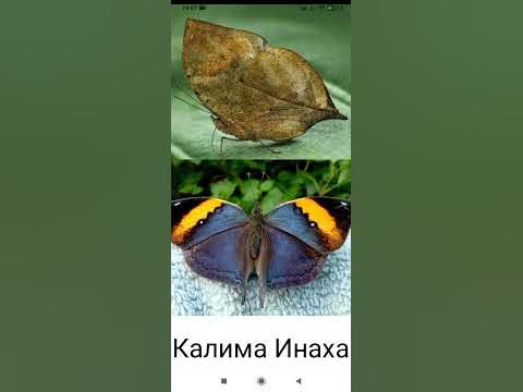 Самые необычные насекомые в мире. Часть 2. 🌎 - YouTube