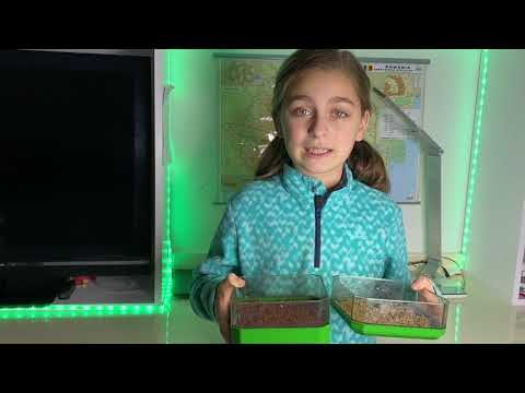 Video: Cum Să Obțineți Semințe