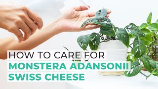 HOUSEPLANT CARE TIPS  | HOW TO CARE FOR MONSTERA ADANSONII SWISS CHEESE