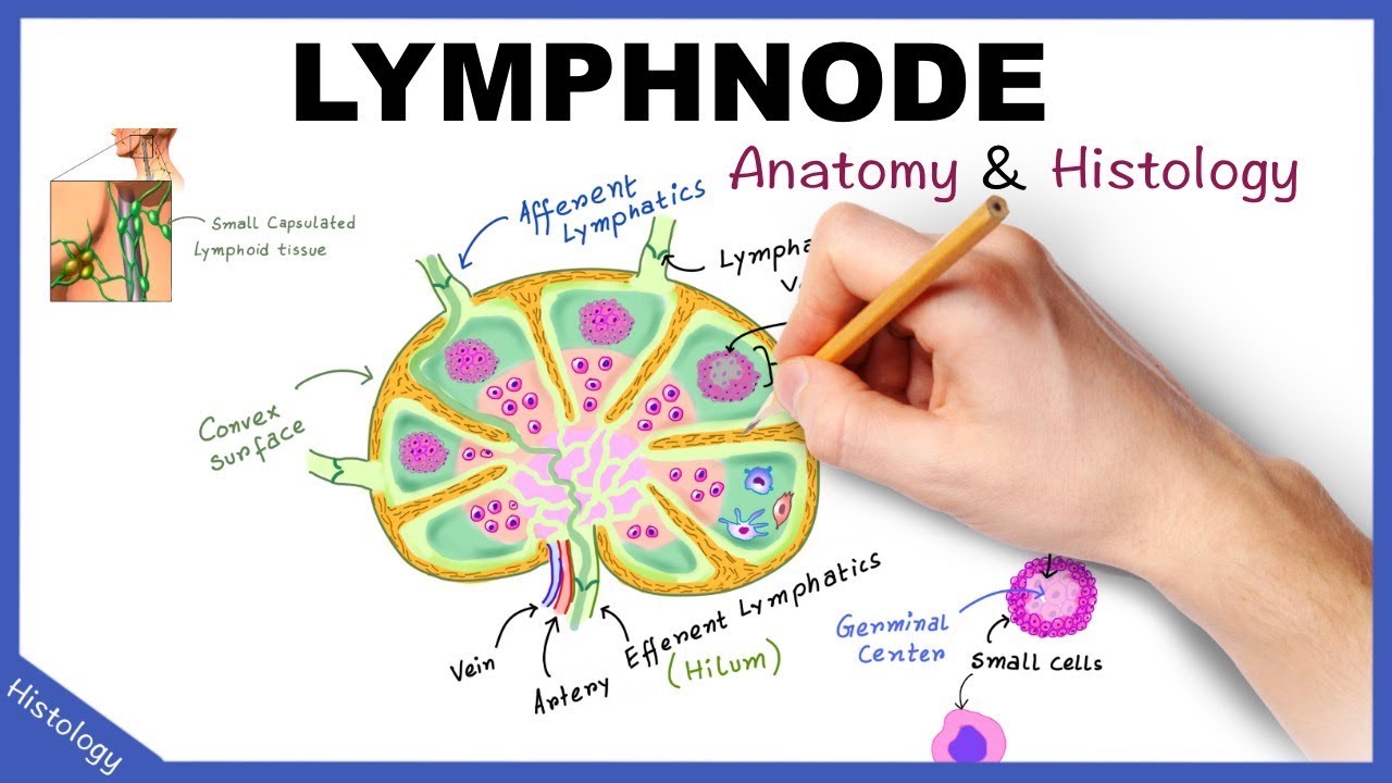 lymph nodes histology diagram