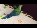 Hybrid macaw  baby blu play time part 2 14