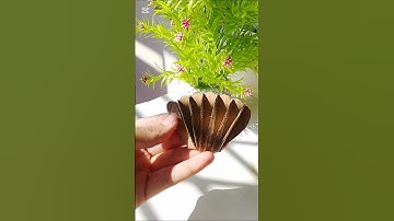 Diy Seashell🐚subscribe for more😉🙌#diy #seashell #ytshorts #shorts #viral#shortsfeed#art#craft