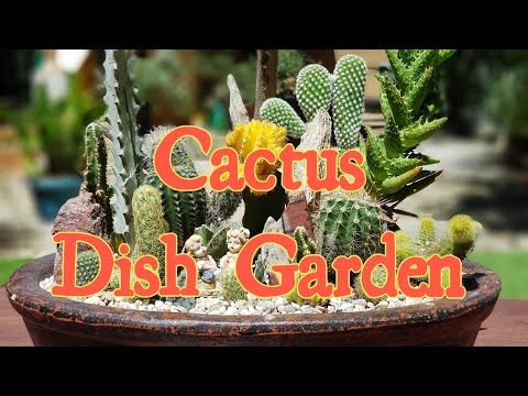 Video: Mga Komposisyon Ng Succulents (33 Mga Larawan): Mini-hardin Ng Cacti. Paano Lumikha Ng Isang Hardin Sa Isang Palayok? Paano Gumawa Ng Mga Komposisyon Ng Bagong Taon Sa Baso?