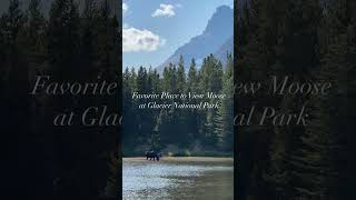 How We Saw A Moose Everyday in Glacier National Park #travel #wildlife #camping #rvlife #travelvlog