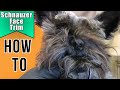 Standard Schnauzer Face And Eyebrows の動画、YouTube動画。