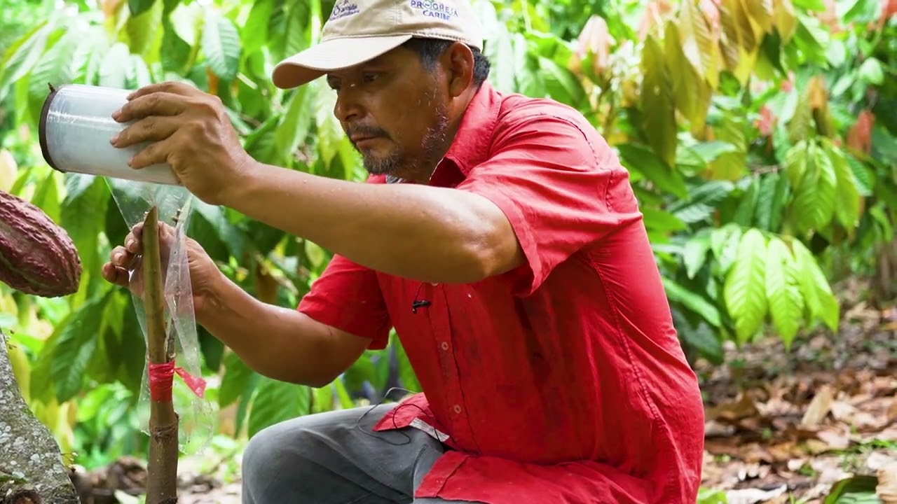 Rehabilitación de cacao