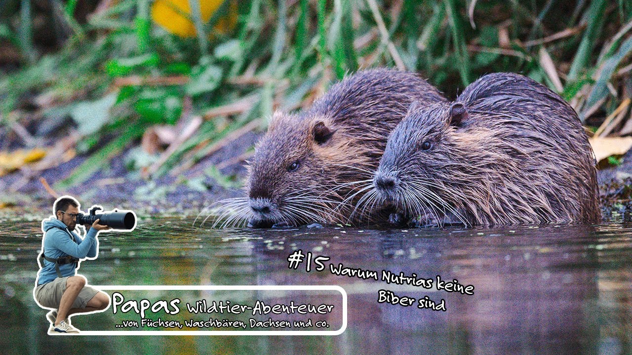 Folge 15 - Warum Nutrias keine Biber sind