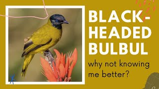 Black-headed Bulbul facts 🦜 found in forests in south-eastern Asia
