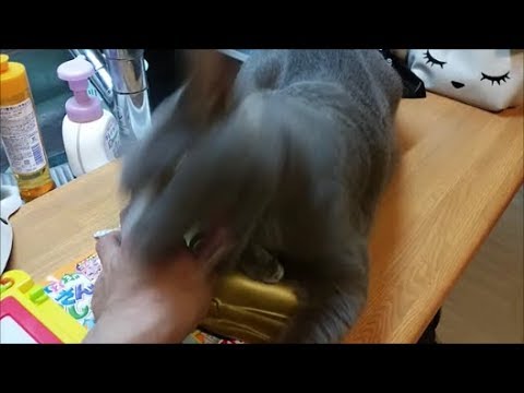 灰色猫が大仏のお面占領してたから取り返そうとしてみた - YouTube