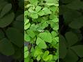 SEMANGGI AIR or Marsilea #semanggi #marsilea #semanggisuroboyo semanggi | Marsilea crenata
