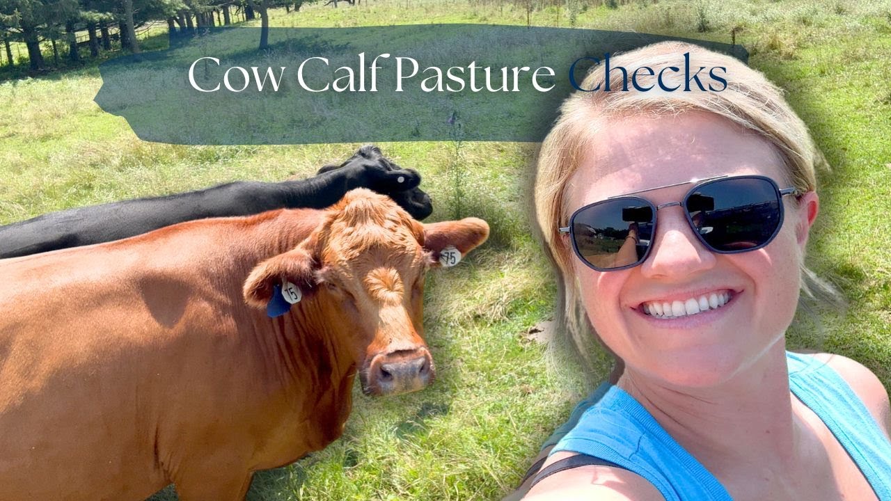 What To Look For Doing Pasture Checks Of Beef Cattle | Day In The Life As First Generation Ranchers