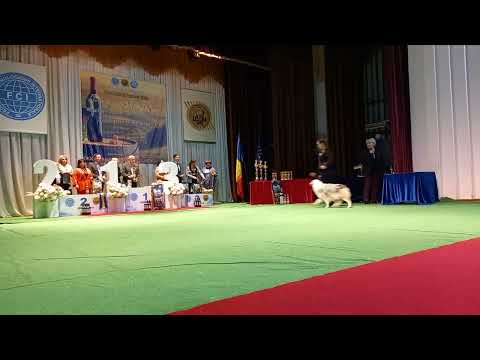 РЕЗУЛЬТАТЫ BEST IN SHOW МЕЖДУНАРОДНОЙ ВЫСТАВКИ СОБАК 30 ОКТЯБРЯ 2022 • ОРХЕЙ, МОЛДОВА⚡